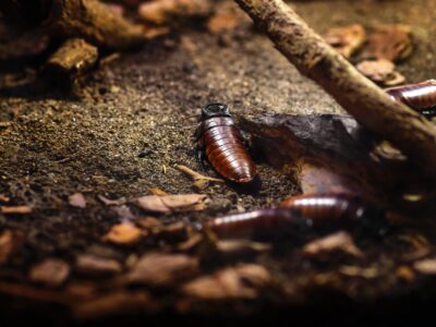 madagascar-hissing-cockroach-gromphadorhina-porte-2025-03-25-03-01-24-utc-min