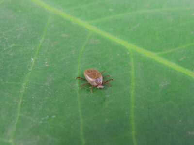 Tick after removes from dog skin  and put it on green and dirty leaf with something in mouth