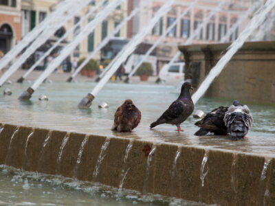 Pigeons,Near,The,Fountain,Of,Piazza,De,Ferrari,In,Genoa