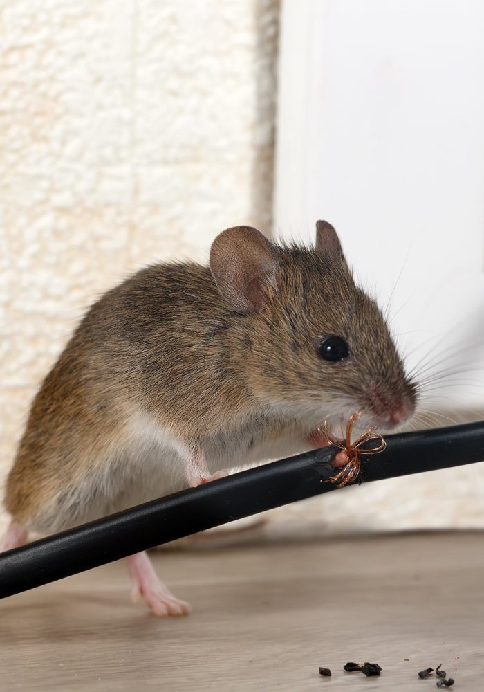 Disinfesione-Ligur-Bonifiche-Srls-genova-016