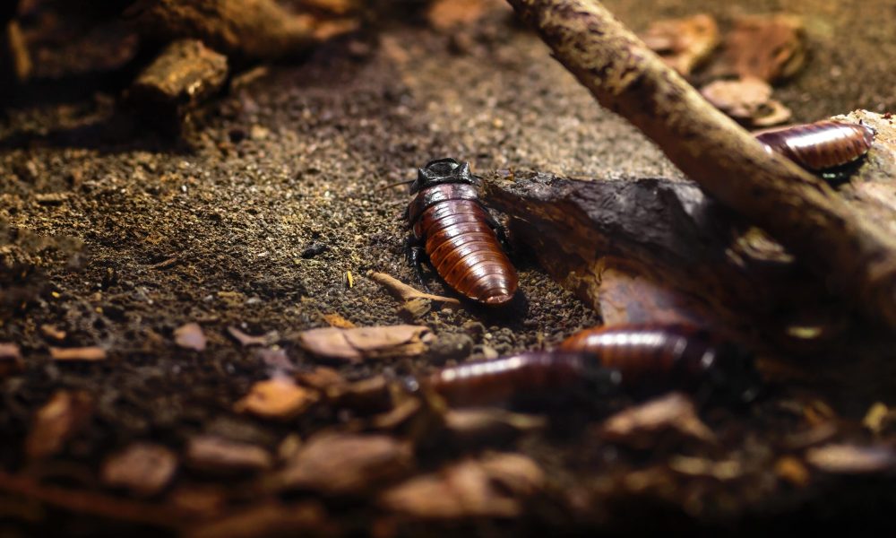 madagascar-hissing-cockroach-gromphadorhina-porte-2025-03-25-03-01-24-utc-min