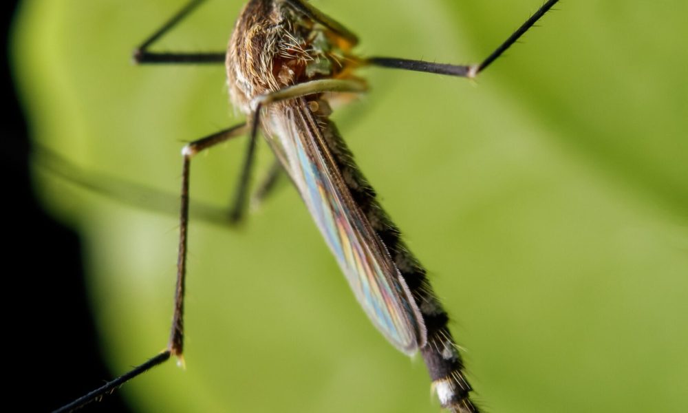 mosquito-2025-01-08-04-39-19-utc-min